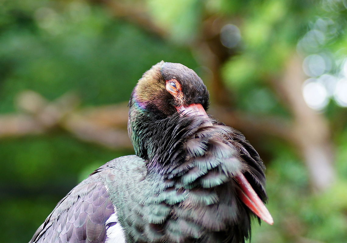 Black Storck head (Ciconia Nigra)  Austria,Black Stork,Ciconia nigra,Geotagged,alpenzoo