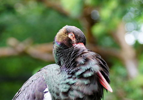Black Storck head (Ciconia Nigra)  Austria,Black Stork,Ciconia nigra,Geotagged,alpenzoo