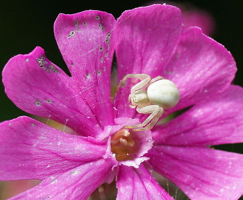 Crab Spider (Misumena Vatia) on Red Campion (Silene Dioica)  Geotagged,Misumena vatia,Red campion,Silene dioica,Spiders,The Netherlands,crab spider