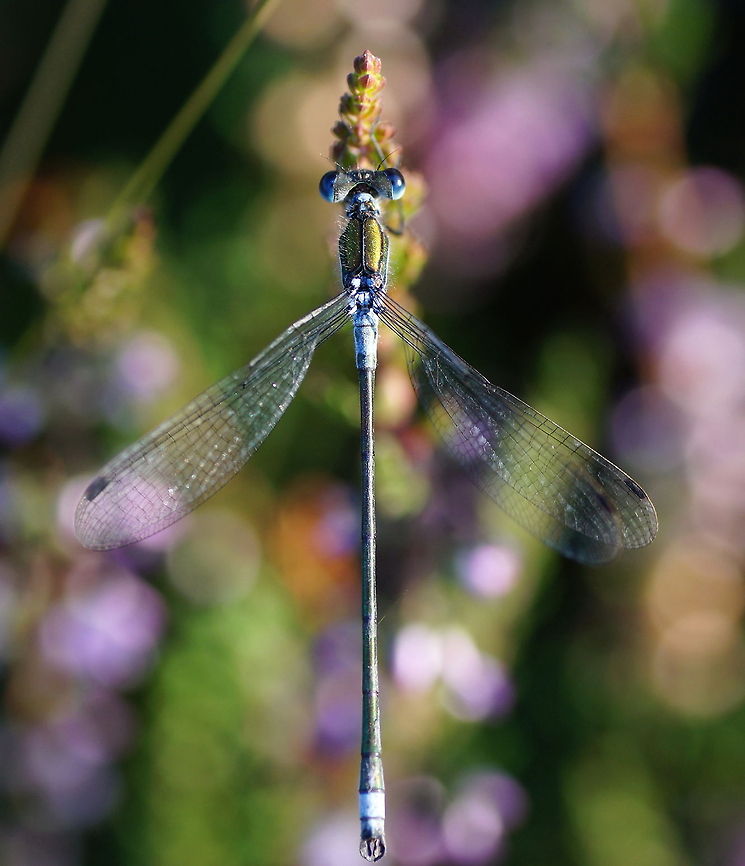 Emerald Damselfly (Lestes Sponsa) This damselfly is warming up in the first sunrays of a hot summer day at lake &#039;Oud meer&#039;.<br />
<br />
Dutch name: Gewone Pantserjuffer Emerald Damselfly,Geotagged,Lestes sponsa,The Netherlands