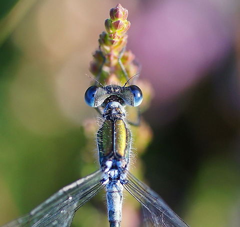 Emerald Damselfly head detail Detail of the head of an Emerald damselfly.
Dutch name: Gewone Pantserjuffer Geotagged,Lestes sponsa,The Netherlands