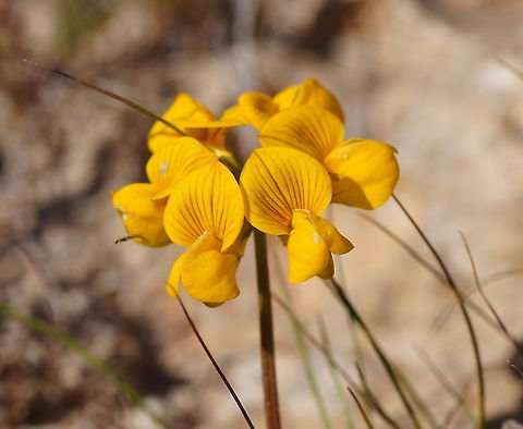Bird's-foot Trefoil (Lotus corniculatus) This trefoil is growing between ancient roman ruins of the former city of Volubilis. After walking around a while I was getting bored so mounted the macro lens on my camera and started looking between the ruins rather then at the ruins. This trefoil was among the plants I found. It was very tiny, I guess the total diameter is about 2 cm.

Dutch name: Gewone Rolklaver (Lotus corniculatus var. corniculatus) Geotagged,Lotus corniculatus,Morocco
