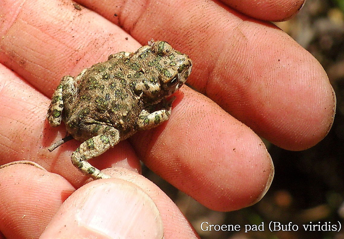 Green Toad (Bufo viridis) Dutch name: Groene pad<br />
Picture made by my dad. Bufo viridis,European green toad,Geotagged,Pseudepidalea viridis,Turkey