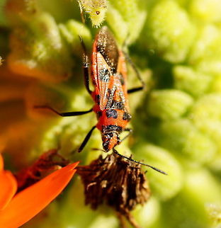 Cinnamon shield bug (Corizus Hyoscyami) At first I thought this was a firebug, but I read later that this is a Cinnamon shield bug. Main differentiation is that the cinnamon bug has red on its head where at the firebug the head is completely black.

Dutch name: Kaneelwants
German name: Zimtwanze Corizus Hyoscyami,Corizus hyoscyami,Geotagged,The Netherlands