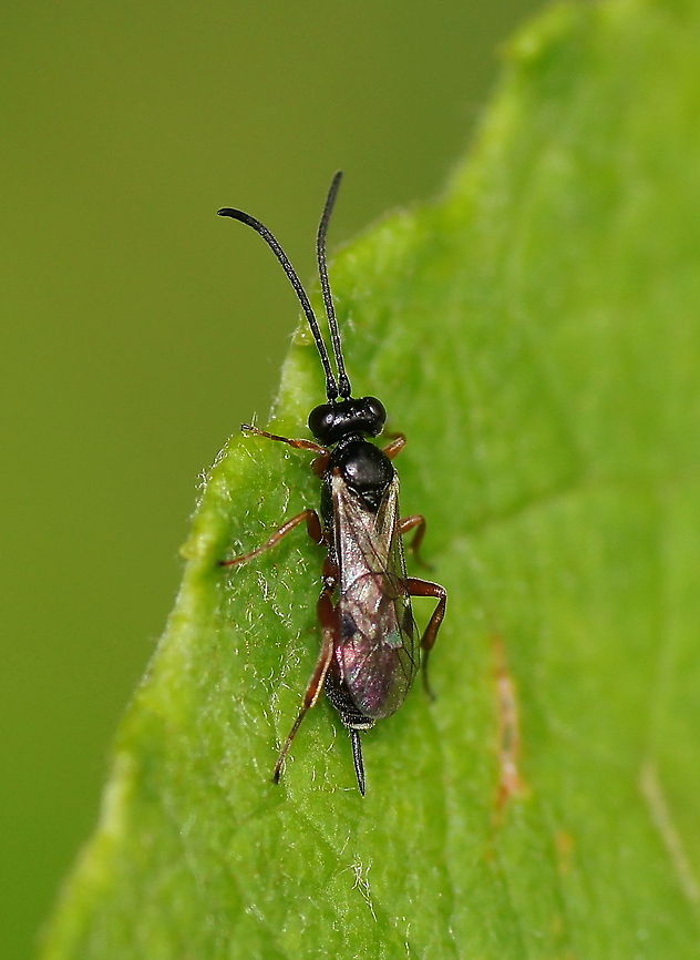 Beetle Killing Wasp (Tiphia femorata) Dutch name: Roodpotige Keverdoder Austria,Geotagged,Tiphia femorata