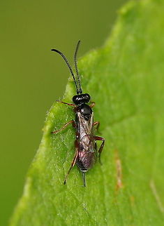 Beetle Killing Wasp (Tiphia femorata) Dutch name: Roodpotige Keverdoder Austria,Geotagged,Tiphia femorata