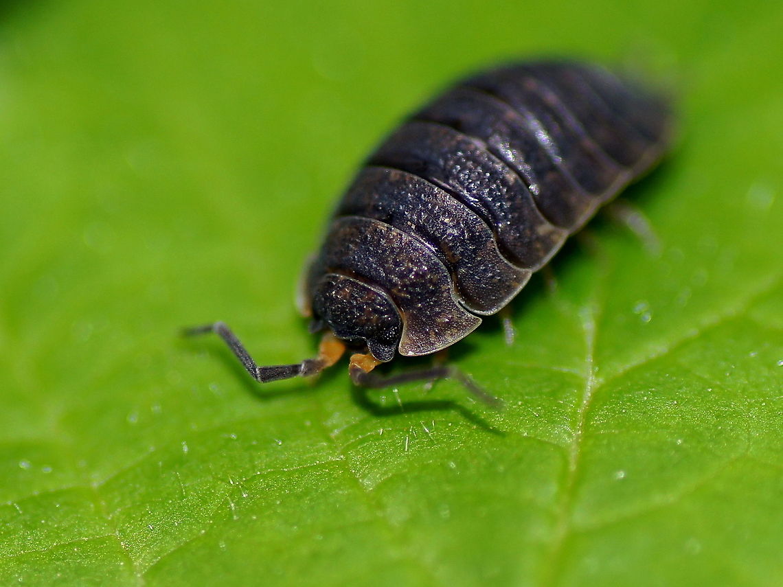 Rough woodlouse (Porcellio Scaber) Dutch name: Ruwe Pissebed Austria,Geotagged,Porcellio scaber