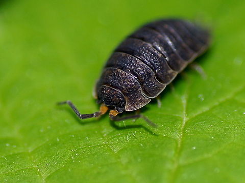 Rough woodlouse (Porcellio Scaber) Dutch name: Ruwe Pissebed Austria,Geotagged,Porcellio scaber