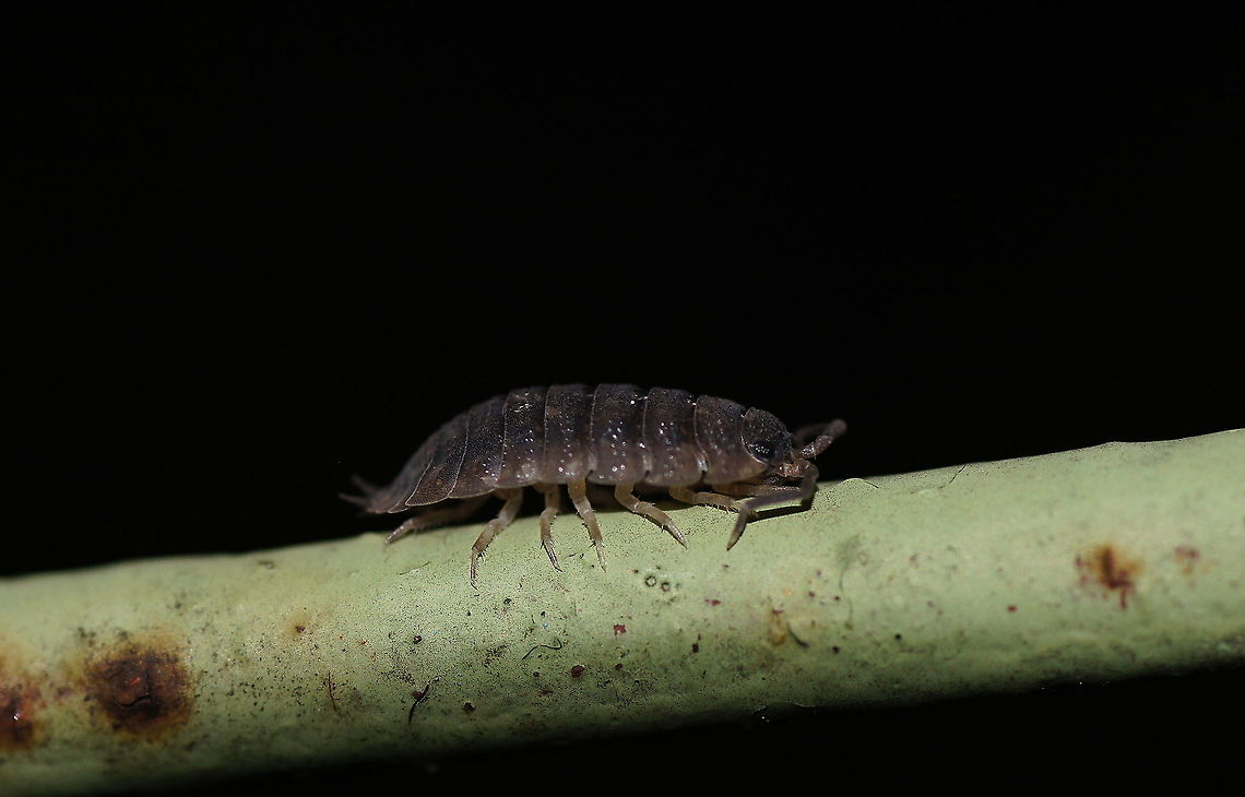 Rough woodlouse (Porcellio Scaber) Dutch name: Ruwe Pissebed Austria,Geotagged,Porcellio scaber