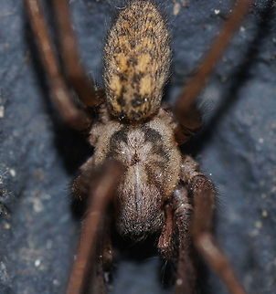 Dust spider macro (Tegenaria Atrica) I encountered this dust spider while cleaning up in a hallway in my house. My hospitality regarding spiders is only limited so I put him outside. Later I found him back sitting on a wall and made this picture. the spider stayed there the rest of the day till night came and then he left.

Trivia:
In France Tegenaria sp. are released into wine cellars as the presence of their webs makes the cellars look old.
In 1936 a policeman on point duty on Lambeth Bridge in London held up traffic to allow a particularly large Tegenaria sp. to cross the road.
(Source: http://www.bumblebee.org/invertebrates/Araneae%20Aglenidae.htm) Dust Spider,Geotagged,Tegenaria atrica,The Netherlands