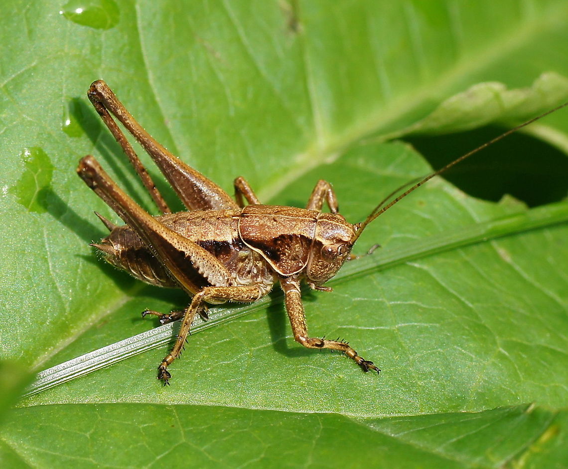 Dark bush-cricket side (Pholidoptera Griseoaptera) Dutch name: Bramensprinkhaan Austria,Dark bush-cricket,Geotagged,Pholidoptera griseoaptera