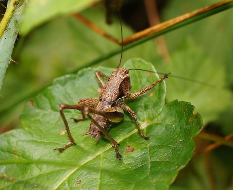 Dark bush-cricket (Pholidoptera Griseoaptera) Dutch name: Bramensprinkhaan Austria,Dark bush-cricket,Geotagged,Pholidoptera griseoaptera