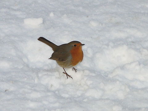 Robin in the snow Dutch name: Roodborstje Erithacus rubecula,European Robin,Geotagged,The Netherlands