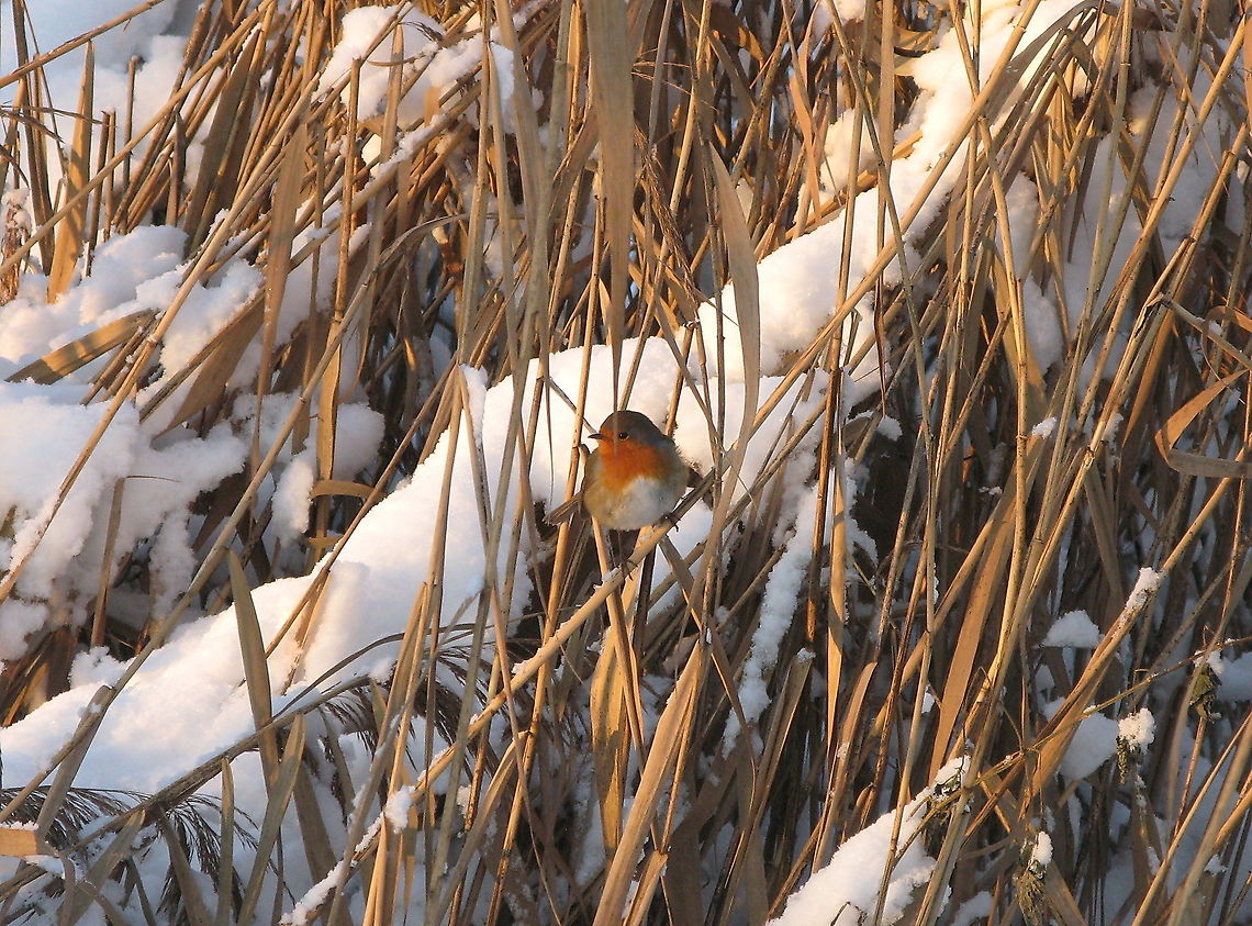 Robin in the reed Dutch name: Roodborstje Erithacus rubecula,European Robin,Geotagged,The Netherlands