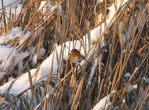 Robin in the reed Dutch name: Roodborstje Erithacus rubecula,European Robin,Geotagged,The Netherlands