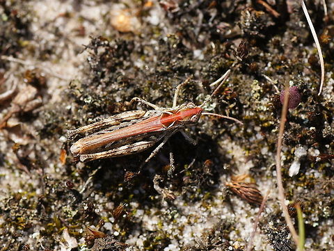 Meadow Grasshopper (Chorthippus parallelus) Dutch name: Krasser Chorthippus parallelus,Geotagged,The Netherlands