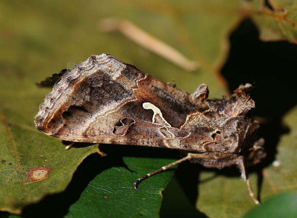 Silver Y moth (Autographa gamma) It looks just like the wings are hand-painted by a skilled artist<br />
<br />
Dutch name: Gamma-Uil Autographa gamma,Geotagged,Silver Y,The Netherlands