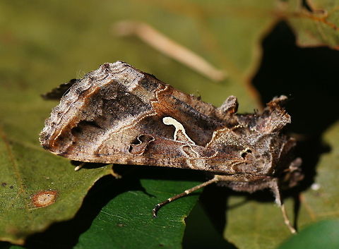 Silver Y moth (Autographa gamma) It looks just like the wings are hand-painted by a skilled artist

Dutch name: Gamma-Uil Autographa gamma,Geotagged,Silver Y,The Netherlands