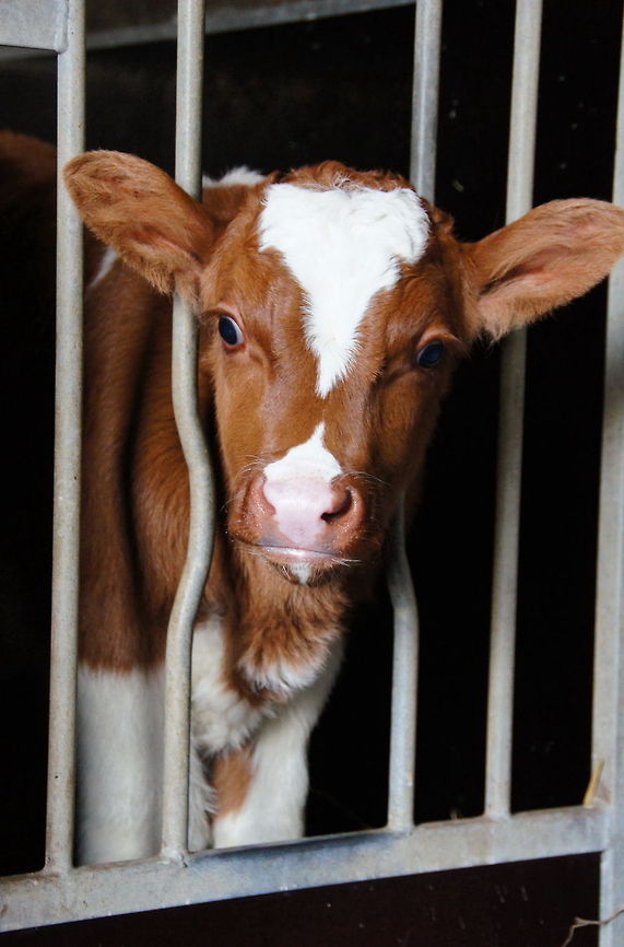 Cute Calf Dutch name: Kalf Verbeterd roodbont Bos primigenius indicus,Bos primigenius taurus,Cattle,Geotagged,The Netherlands