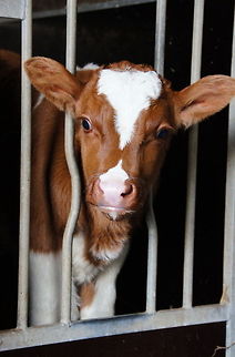 Cute Calf Dutch name: Kalf Verbeterd roodbont Bos primigenius indicus,Bos primigenius taurus,Cattle,Geotagged,The Netherlands