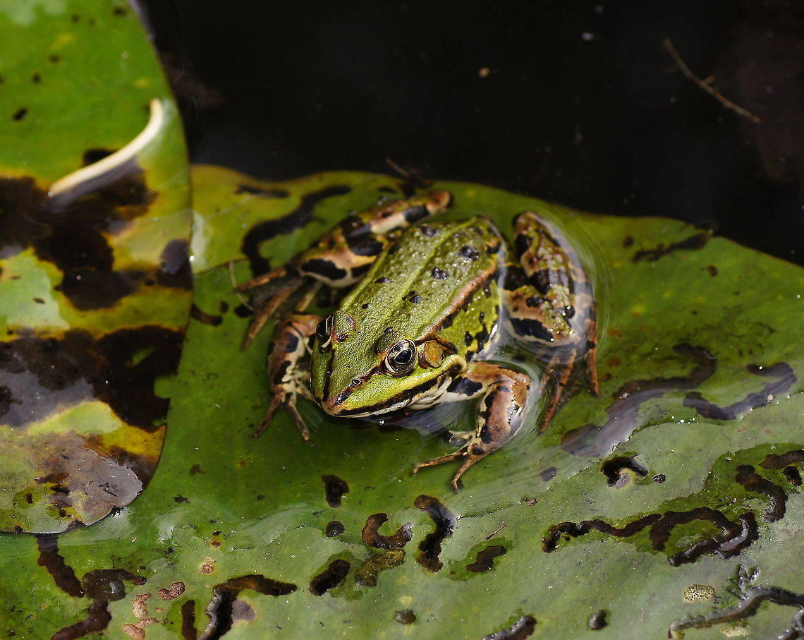 Marsh Frog I like the camouflage, how well the color pattern of the water plants is imitated in the skin of the frog.<br />
<br />
This photo is taken the Genneper park. I sat a few minutes next to the water before this frog started climbing on the water plants. He seemed to get used to me because I could approach him quite close, Eventually something like a meter. While I was sitting still to take pictures, musquitos took their chance to bite me :(<br />
<br />
<br />
Dutch name: Grote groene kikker / Meerkikker (Pelophylax ridibundus) Edible Frog,Geotagged,Marsh Frog,Pelophylax kl. esculentus,Pelophylax ridibundus,The Netherlands