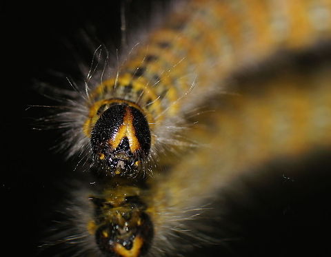 Buff-tip caterpillar head (Phalera Bucephala) Dutch name: Wapendrager Rups Buff-tip,Geotagged,Phalera bucephala,The Netherlands