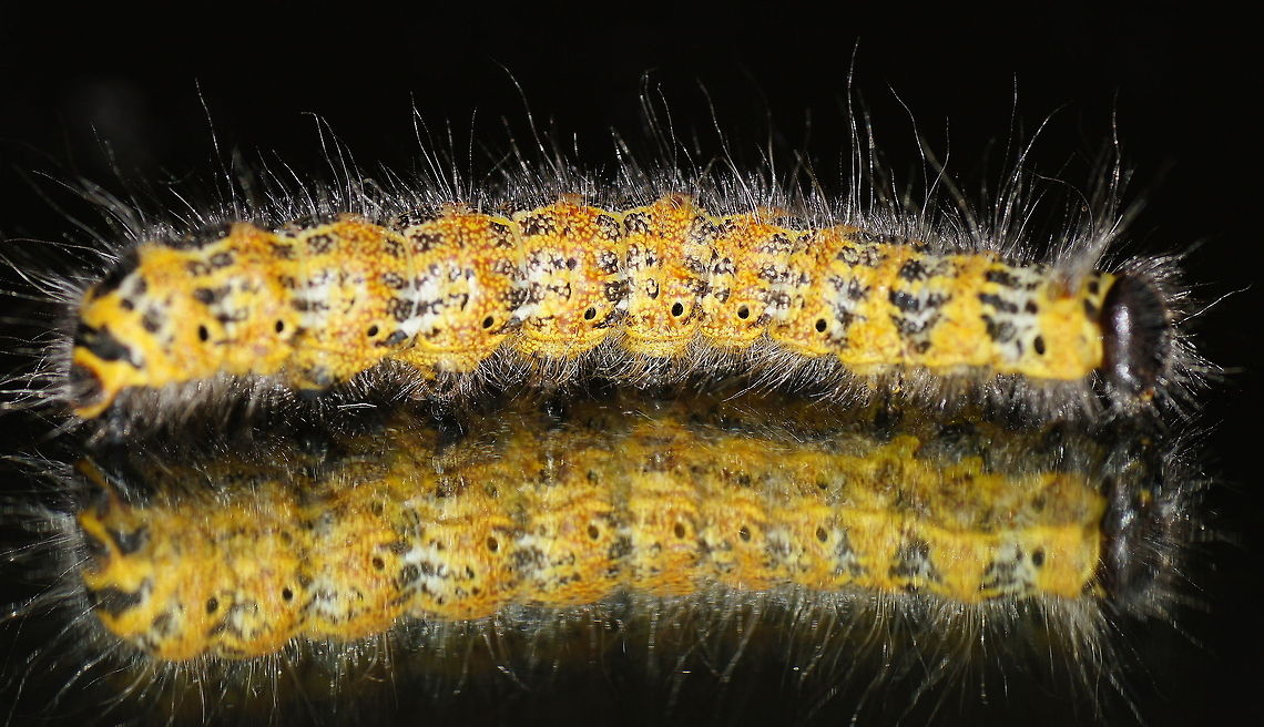 Buff-tip caterpillar side (Phalera bucephala) I'm soo pretty, oh sooo pretty<br />
<br />
Dutch name: Wapendrager Rups Buff-tip,Geotagged,Phalera bucephala,The Netherlands