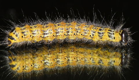 Buff-tip caterpillar side (Phalera bucephala) I'm soo pretty, oh sooo pretty

Dutch name: Wapendrager Rups Buff-tip,Geotagged,Phalera bucephala,The Netherlands