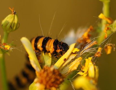 Cinnabar Moth (Tyria Jacobaeae) The cinnabar moths eats away the flowers of the ragwort in high speed. What I find interesting is that the plant has poison to protect itself against being eaten. But the caterpillars eat the ragwort and use the ragwort its own poison to prevent themselves from being eaten by birds.
The not-poisonous plants near the ragwort had much less eating damage then the poisonous ragwort.

Dutch name: Sint-Jacobsvlinder Cinnabar moth,Geotagged,The Netherlands,Tyria jacobaeae