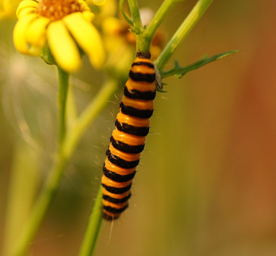 Cinnabar Moth (Tyria Jacobaeae) Anyone able to pronounce Jacobaeae? ;)<br />
<br />
Dutch name: Sint-Jacobsvlinder Cinnabar moth,Geotagged,The Netherlands,Tyria jacobaeae