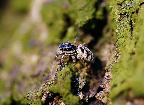 Zebra spider (Salticus scenicus) Dutch name: Zebraspin Geotagged,Salticus scenicus,The Netherlands,Zebra spider