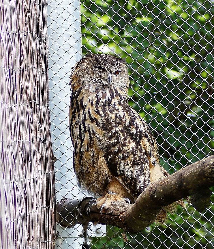 Eagle Owl (Bubo Bubo)  Austria,Bubo bubo,Eurasian eagle-owl,Geotagged,alpenzoo