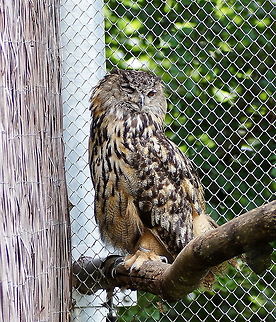 Eagle Owl (Bubo Bubo)  Austria,Bubo bubo,Eurasian eagle-owl,Geotagged,alpenzoo