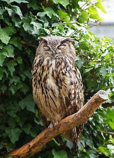 Long-eared Owl (Asio otus) Dutch name: Ransuil Alpenzoo,Asio otus,Austria,Geotagged,Long-eared Owl