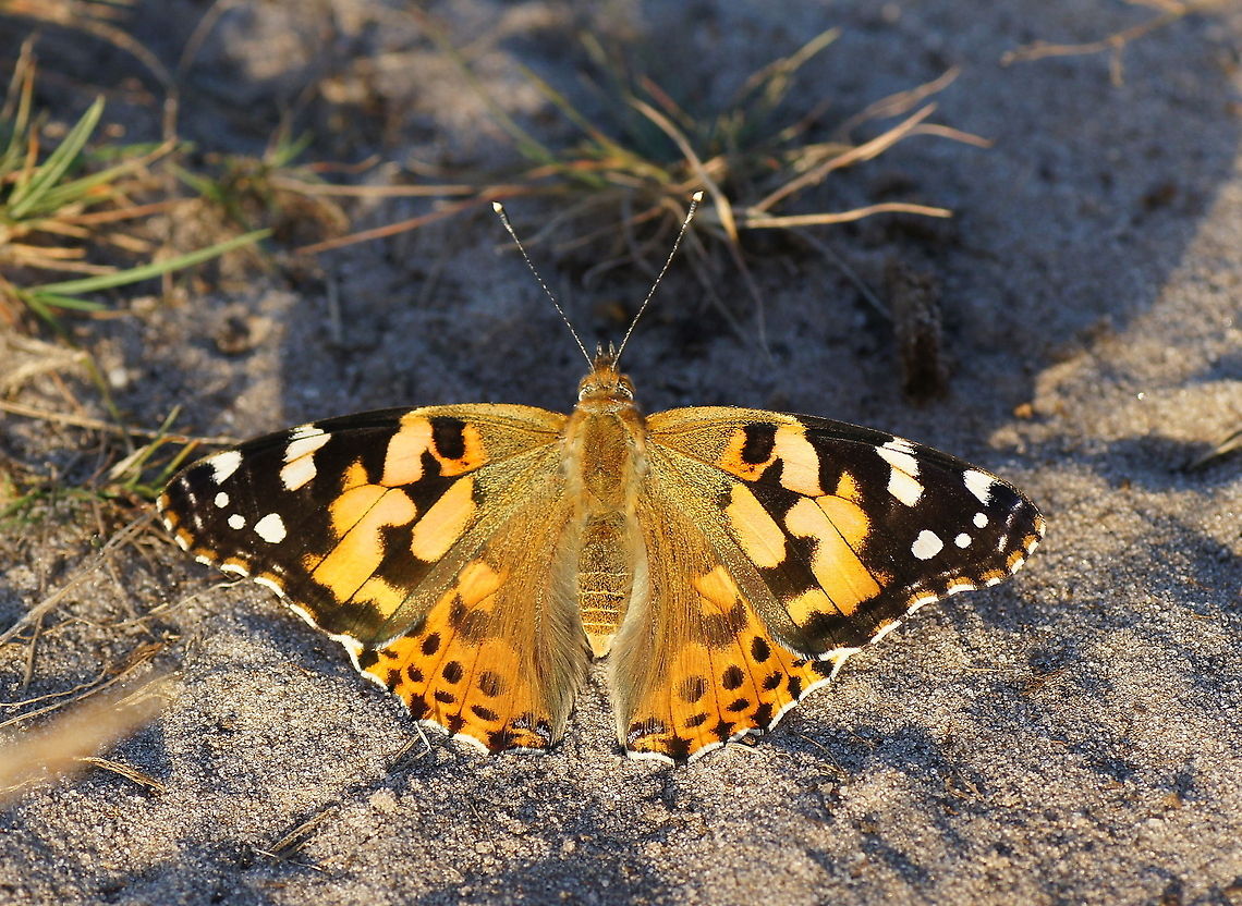 Painted Lady (Vanessa Cardui) Dutch name: Distelvlinder Geotagged,The Netherlands,Vanessa cardui