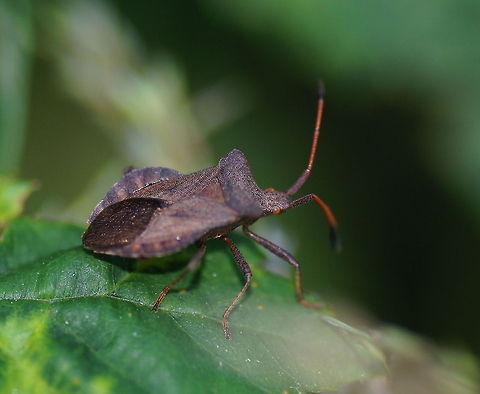 Dock bug (Coreus Marginatus) Dutch name: Zuringwants Coreus marginatus,Geotagged,The Netherlands