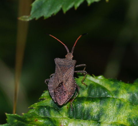 Dock bug (Coreus Marginatus) Dutch name: Zuringwants Coreus marginatus,Geotagged,The Netherlands