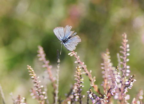 Alcon Blue (Phengaris Alcon) A bit of wear and tear didn't mind this Alcon Blue.

Dutch name: Gentiaanblauwtje Alcon Blue,Geotagged,Phengaris alcon,The Netherlands