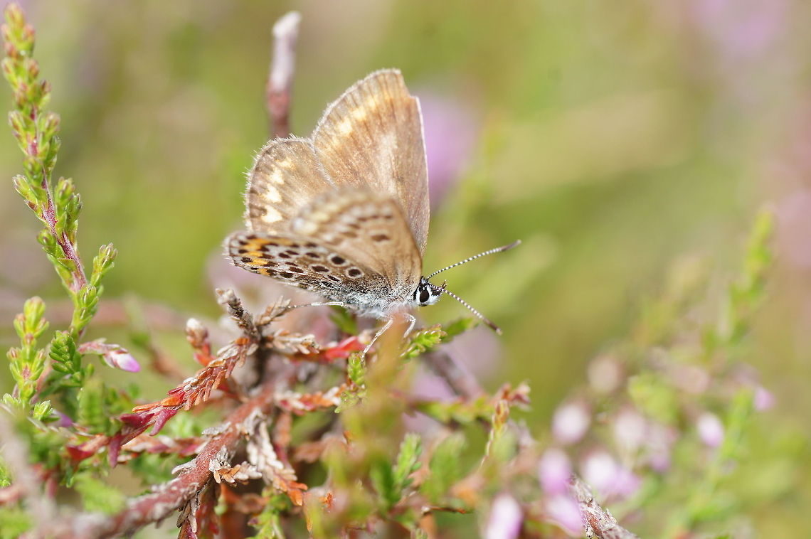 Brown Argus (Phengaris Alcon) Dutch name: Bruin blauwtje (Aricia agestis) Aricia agestis,Brown Argus,Geotagged,The Netherlands