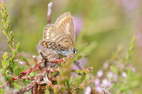 Brown Argus (Phengaris Alcon) Dutch name: Bruin blauwtje (Aricia agestis) Aricia agestis,Brown Argus,Geotagged,The Netherlands