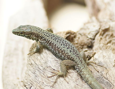 Common Wall Lizard in the Alpenzoo A youngster of the Common Wall Lizard in the Alpenzoo.
Former name was Podarcis Muralis but this has been changed to Zootoca Muralis.


Dutch name: Parelhagedis Alpenzoo,Austria,Common wall lizard,Geotagged,Podarcis muralis,Zootoca Muralis