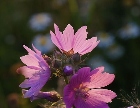 Musk Mallow in the sun Dutch name: Muskuskaasjeskruid Geotagged,Malva Moschata,Malva moschata,The Netherlands