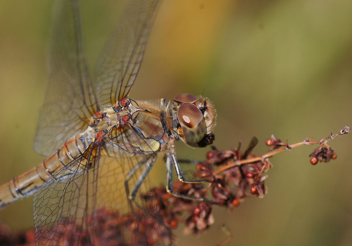 Side view of the common darter Dutch name: Bruinrode Heidelibel Common Darter,Geotagged,Sympetrum striolatum,The Netherlands