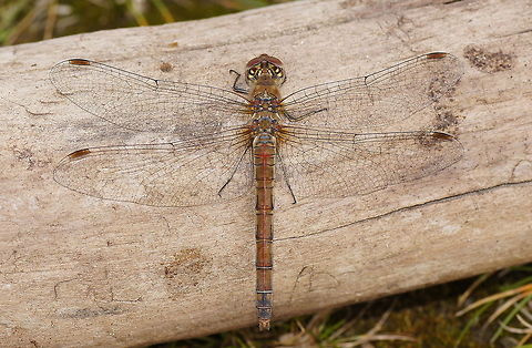 Top view of the common darter Dutch name: Bruinrode Heidelibel Common Darter,Geotagged,Sympetrum striolatum,The Netherlands