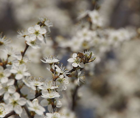European honey bee on Hawthorn Dutch name: Bij op eenstijlige meidoorn (Crataegus monogyna) Apis mellifera,Geotagged,The Netherlands,Western honey bee