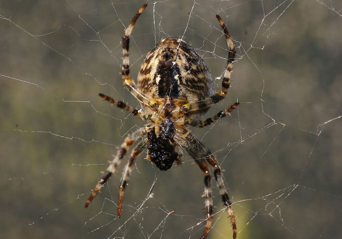 Cross orbweaver (Araneus diadematus) Dutch name: Kruisspin Araneus diadematus,Geotagged,The Netherlands,cross orbweaver