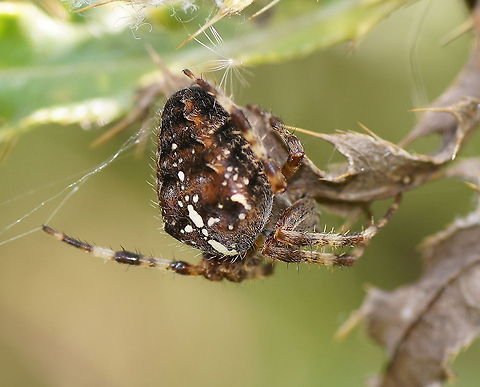 Cross Orbweaver back Dutch name: Kruisspin Araneus diadematus,Geotagged,The Netherlands