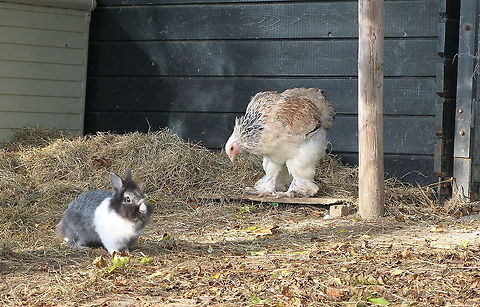 Chicken and Rabbit I think these feathered legs are really cool, just like a bird of prey. Chicken,Domestic Chicken,Gallus gallus,Gallus gallus var. domesticus,Geotagged,The Netherlands