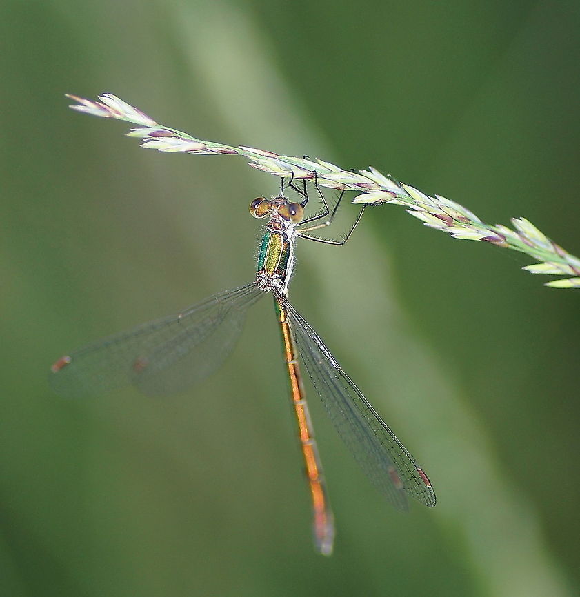 Emerald spreadwing Dutch name: Houtpantserjuffer Emerald spreadwing,Geotagged,Lestes dryas,The Netherlands