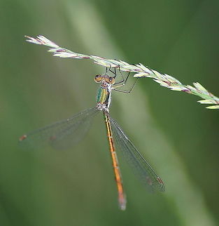 Emerald spreadwing Dutch name: Houtpantserjuffer Emerald spreadwing,Geotagged,Lestes dryas,The Netherlands